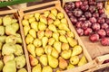 Fruit street market in Italy. Fresh pears and plums Royalty Free Stock Photo