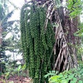 The fruit of the sugar palm tree grows very bushy