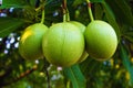 Fruit of Suicide tree or Pong-pong or Othalanga