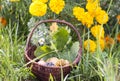 Fruit summer brown basket orange pumpkin Royalty Free Stock Photo