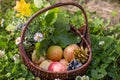 Fruit summer brown basket orange pumpkin Royalty Free Stock Photo