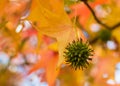 Fruit of the Sweet Gum tree