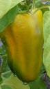 Yellow sweet pepper on a bush & x28;Capsicum annuum L.& x29; 