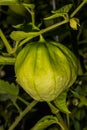 Fruit of Tomatillo