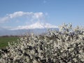Fruit tree is abloom on the background of Ararat Mountain covered with snow. Apricot tree is flowering