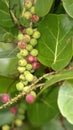 Fruit on a tree at the Anne Kolb Nature Center Royalty Free Stock Photo