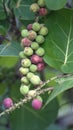 Fruit on a tree at the Anne Kolb Nature Center Royalty Free Stock Photo