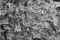 Fruit tree bark close-up. Abstract natural dark gray background. Black and white wallpaper with a rich texture. Macro Royalty Free Stock Photo