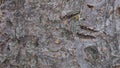 Fruit tree bark close-up. Background or wallpaper. Natural, dark, brown with a rich texture. Low contrast. Macro Royalty Free Stock Photo