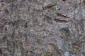 Fruit tree bark close-up. Background or wallpaper. Natural, dark, brown with a rich texture. Macro Royalty Free Stock Photo