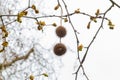 Fruit on a tree in Bath platanus orientalis