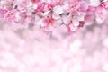 Beautiful spring flowering background Royalty Free Stock Photo