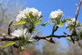 Fruit tree, blossom of pear tree, Royalty Free Stock Photo