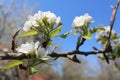 Fruit tree, blossom of pear tree,