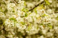 Fruit tree blossoms. Blooming tree spring background Royalty Free Stock Photo
