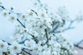 Fruit tree blossoms. Spring beginning background. Bokeh. Royalty Free Stock Photo