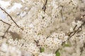 Fruit tree blossoms. Spring beginning background. Bokeh. Royalty Free Stock Photo