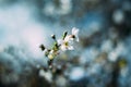 Fruit tree blossoms. Spring beginning background. Bokeh Royalty Free Stock Photo