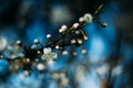 Fruit tree blossoms. Spring beginning background. Bokeh Royalty Free Stock Photo