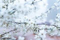 Fruit tree blossoms. Spring beginning background. Bokeh. Royalty Free Stock Photo
