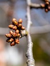 Fruit tree branch with fresh buds in spring