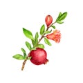 Fruit tree branch with leaves,flower and pomegranate Royalty Free Stock Photo