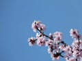 Fruit tree branch with pink blossom under blue sky
