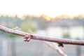 Fruit tree branch after spring warming with swollen buds