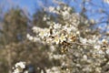 Fruit tree branch with white flowers , flying bee, petals Royalty Free Stock Photo