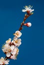 Fruit tree brunch blossom Royalty Free Stock Photo