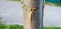 Fruit tree budding. The kidney is placed in the incision