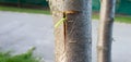 Fruit tree budding. A pre-prepared kidney is placed in the incision