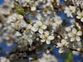 Branch with white flowers and buds of fruit tree European plum Prunus domestica blossoming in spring garden