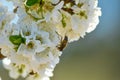 Fruit tree flowers with a bee