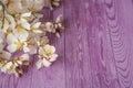 Fruit tree flowers on lilac wooden background.