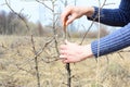 Fruit tree grafting. A close-up of connecting a grafted scion to a common pear rootstock by woman`s hands