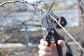 Fruit tree grafting and scion selection: cutting a scion from a one year growth branch with a grafting knife