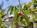 Fruit tree green redberry