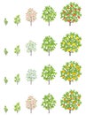 Fruit tree growth stages. Apple, peach and lemon mandarin increase phases. Vector illustration. Ripening progression. Fruit trees