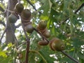 Fruit on tree in Heusenstamm city in Germany