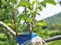 Fruit tree inoculated