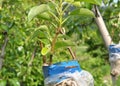 Fruit tree inoculated