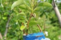 Fruit tree inoculated