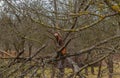 Fruit tree invaded by lichens, broken by a gust of wind Royalty Free Stock Photo