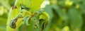 Fruit tree leaves are damaged by insects. The leaves were damaged with the help of ants, insect eggs, insect larvae and other