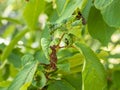 Fruit tree leaves are damaged by insects. The leaves were damaged with the help of ants, insect eggs, insect larvae and other