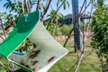 Fruit tree moth sticky trap with pheromone lure to monitor insect adult infestations Royalty Free Stock Photo