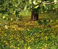 A fruit tree in the park during early autumn fruiting. An old pear tree has thrown off its harvest, the ground is strewn with ripe Royalty Free Stock Photo