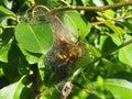 Fruit tree pest larval colony. The larvae make an extensive weblike nest Royalty Free Stock Photo