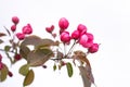 fruit tree with pink flowers and buds ready to open, apple flower in spring isolate Royalty Free Stock Photo